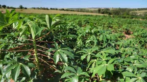 Juiz determina devolução de 20 kg de mandioca após furto entre vizinhos no PR