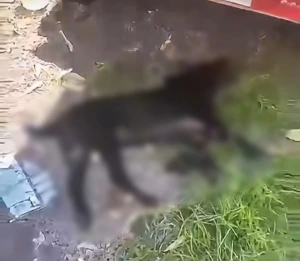 Denúncia de maus-tratos termina com morte de cão e casal levado à Delegacia em Toledo