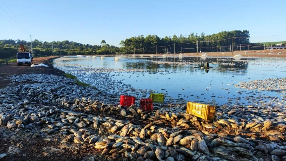 VÍDEO: Produtor tem prejuízo milionário após queda de energia causar morte de tilápias na região oeste