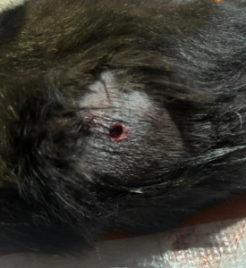 Polícia Civil investiga disparo contra gata no Jardim La Salle e deve ouvir suspeito nas próximas horas