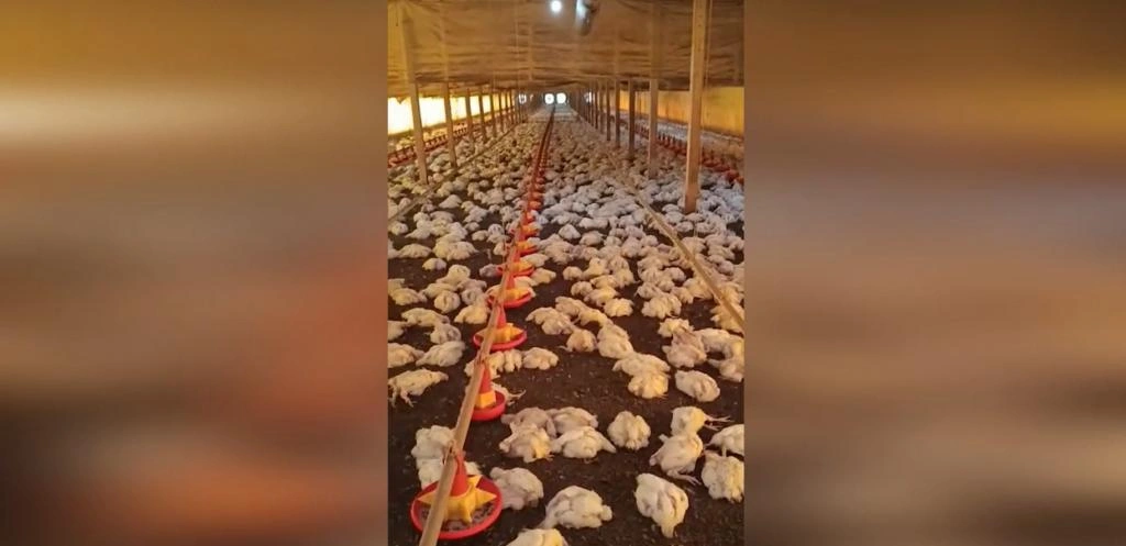 VÍDEO: Queda de energia provoca morte de 20 mil frangos e grande prejuízo, enquanto Copel registra lucro bilionário