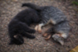 Gatos são encontrados mortos e moradores suspeitam de envenenamento em Nova Santa Rosa