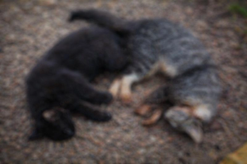 Gatos são encontrados mortos e moradores suspeitam de envenenamento em Nova Santa Rosa