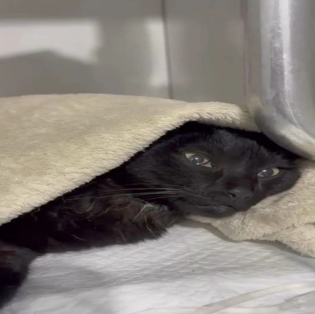 Morre a gata Morgana, vítima de disparo em Toledo