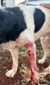 Bala perdida atinge cão comunitário durante ataque a tiros no Jardim Europa, em Toledo