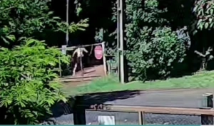 REVOLTA: Câmeras flagram vizinho agredindo cachorro a pauladas na Vila Rural em Marechal Rondon