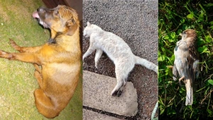 Em Nova Santa Rosa, cães e gatos. Em Quatro Pontes, série de mortes de aves levanta suspeita de envenenamento