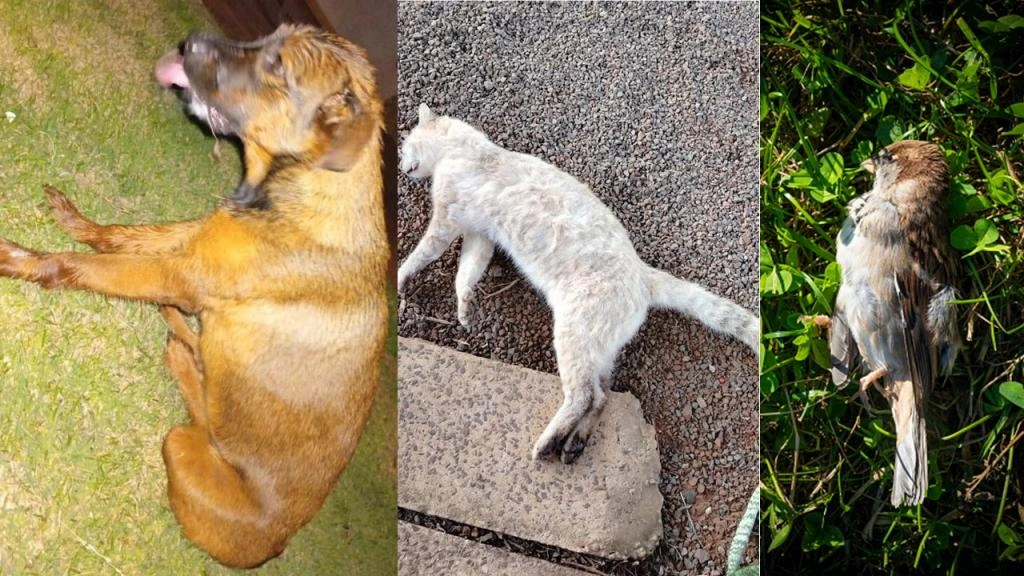 Em Nova Santa Rosa, cães e gatos. Em Quatro Pontes, série de mortes de aves levanta suspeita de envenenamento