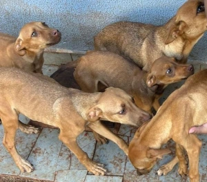 Duas mulheres são presas por maus-tratos a animais em Toledo; uma delas trabalhava em clínica veterinária