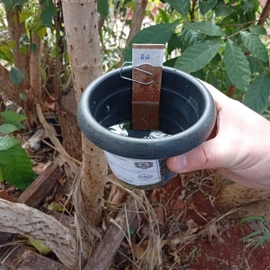 Levantamento por ovitrampas aponta a presença do mosquito da dengue em várias regiões da sede de Marechal Rondon