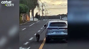 Idoso de 75 anos é indiciado por arrastar cão amarrado a carro em Ponta Grossa