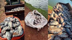 Produtor de Palmitópolis perde 25 toneladas de peixes com oscilações na energia