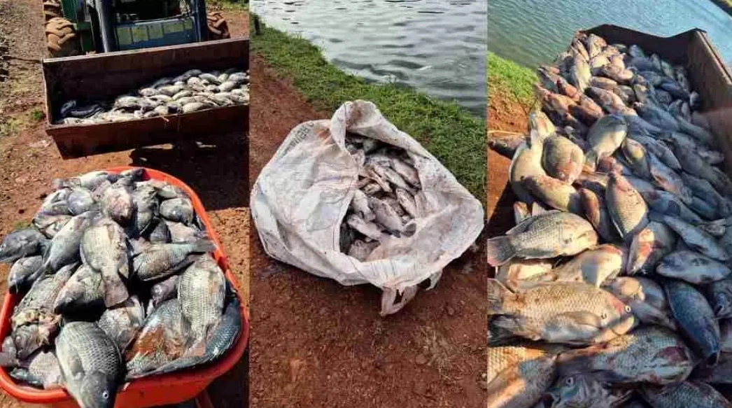 Produtor de Palmitópolis perde 25 toneladas de peixes com oscilações na energia