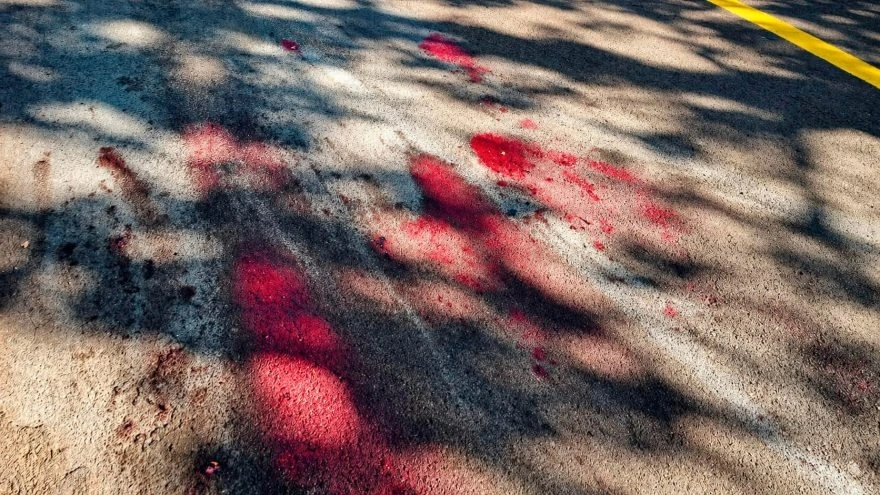 Homem mata pitbull a tiros após ser atacado em Cascavel