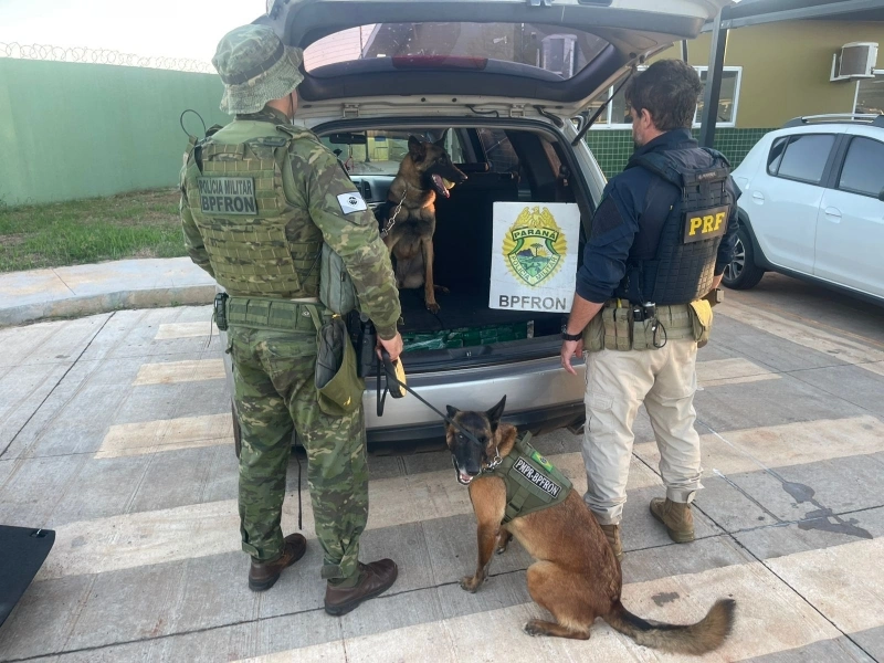 Cão farejador localiza mais de 100 kg de drogas em fundo falso de carro em Guaíra