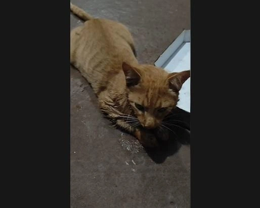 Nova onda de envenenamento de gatos preocupa moradores em Nova Santa Rosa