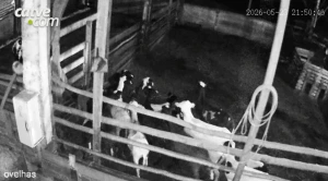 Vídeo: onça ataca e 34 ovelhas morrem no interior de Assis Chateaubriand