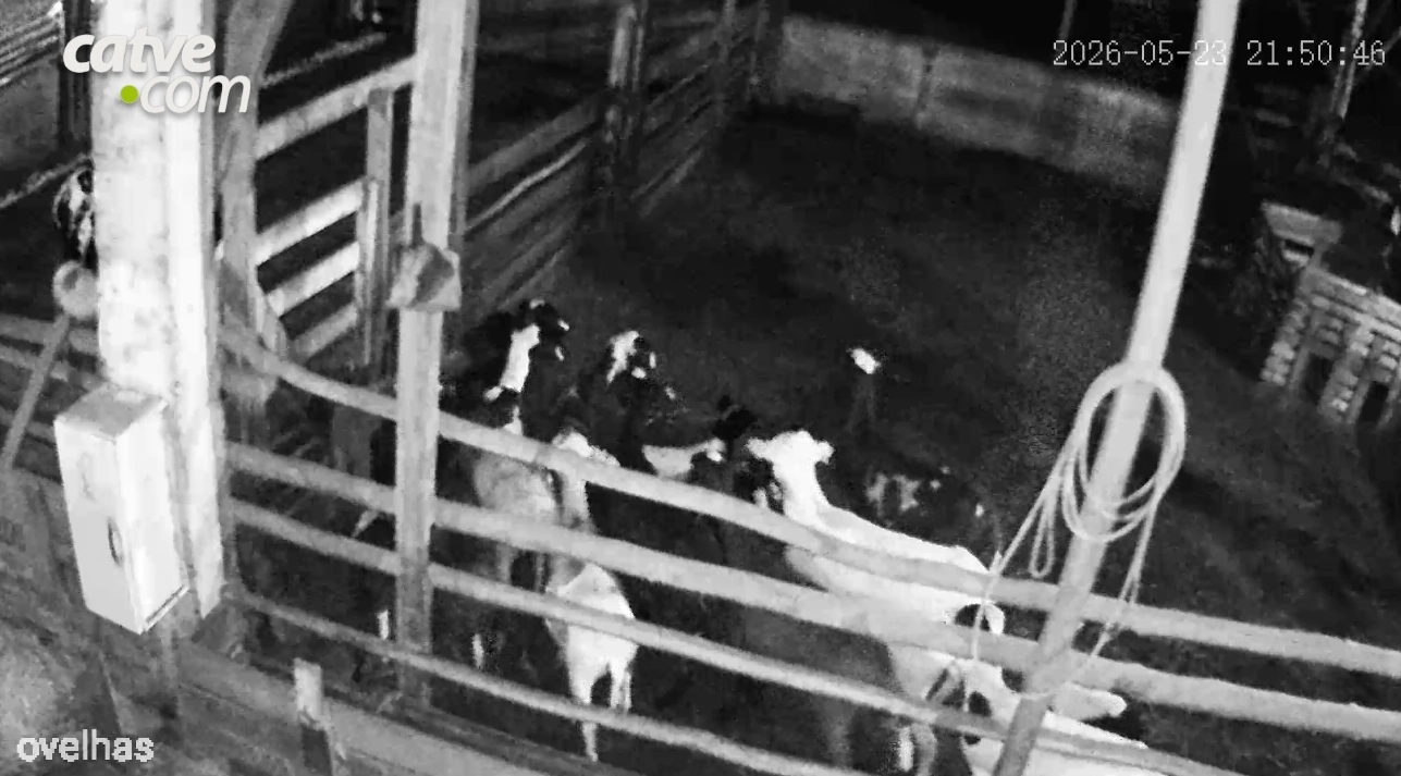 Vídeo: onça ataca e 34 ovelhas morrem no interior de Assis Chateaubriand