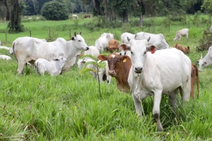 Adapar lembra que prazo para atualização do rebanho termina em 30 de junho