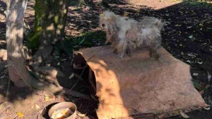 Mulher é presa por maus-tratos após manter cão acorrentado em condições insalubres em Irati