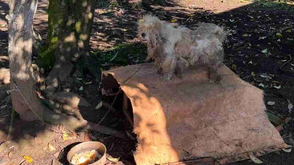 Mulher é presa por maus-tratos após manter cão acorrentado em condições insalubres em Irati