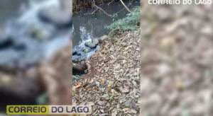 Água escura na Sanga São Roque levanta suspeita de crime ambiental em distrito de Santa Helena