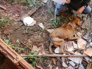 Investigado por maus tratos a animais é preso pela Polícia Civil de Toledo