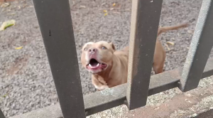 Dois pit bulls escapam de residência e atacam cadela em Toledo