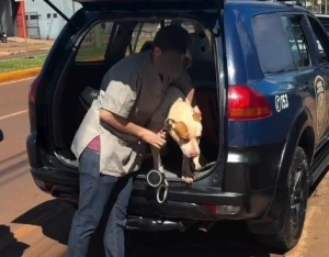 Pit bull solto mata gato e deixa cachorro gravemente ferido  em Toledo