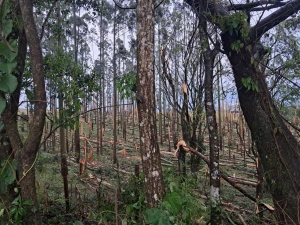 Dois tornados são confirmados no Paraná durante sequência de temporais