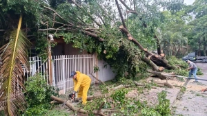 Árvores caem sobre casa e bloqueiam ruas após chuva e vento em Toledo