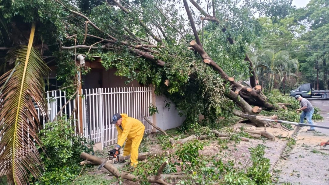 Árvores caem sobre casa e bloqueiam ruas após chuva e vento em Toledo