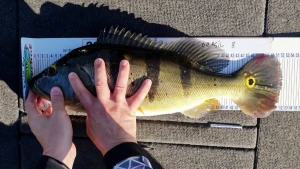 18º Pesca Marechal acontece neste fim de semana em Porto Mendes
