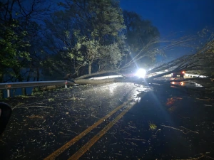 Vento derruba árvores e interdita rodovia em Entre Rios do Oeste