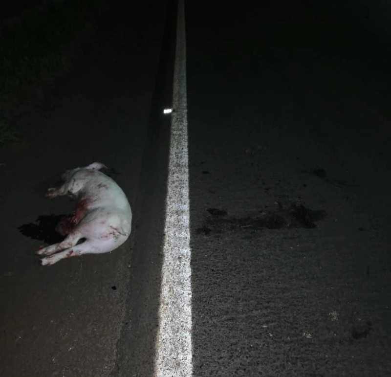 Ladrões encapuzados furtam cerca de 25 porcos de granja e perdem animais durante a fuga na região de Toledo