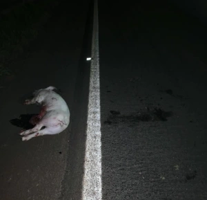 Ladrões encapuzados furtam cerca de 25 porcos de granja e perdem animais durante a fuga na região de Toledo