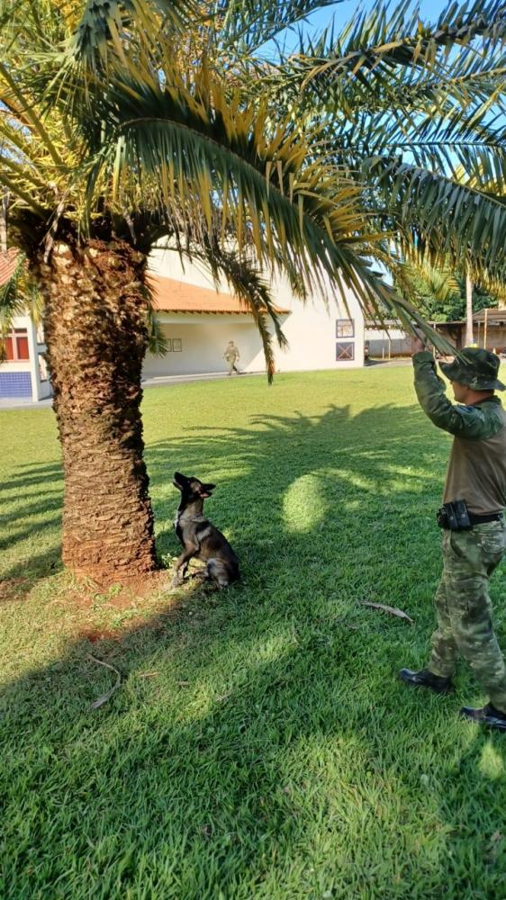 Cães do BPFRON são certificados como Cães de Detecção pelo Sistema de Manutenção de Cães da Polícia Militar do Paraná