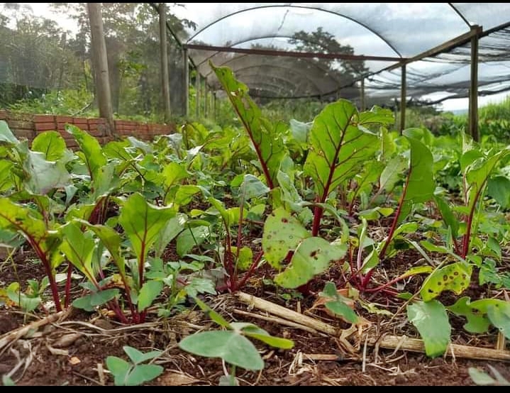 ed91628d-d3cb-4e92-85dd-eaa7ec2ccf64