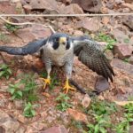 Falcão-peregrino anilhado nos Estados Unidos é localizado em Nova Santa Rosa