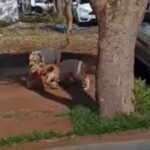 Pitbulls soltos provocam ataques e são mortos durante ação policial em Toledo