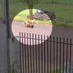 Tutor de pitbulls é preso em flagrante após ataque registrado no Jardim Panorama, em Toledo