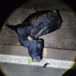 Animal na pista provoca atropelamento próximo a Maripá