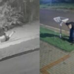 Cães da raça Rottweiler atacam homens em via pública em Cascavel; veja