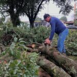 Após temporal, Prefeitura de Mercedes intensifica limpeza urbana e remoção de árvores