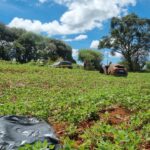 Suspeito morre após capotar Nivus roubado durante perseguição policial na BR-369, em Cascavel