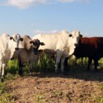 Casos de raiva no Oeste e Sudoeste exigem cuidados redobrados nas propriedades