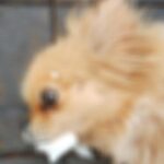 Em dois meses, oito animais são encontrados com sintomas de envenenamento em Nova Santa Rosa