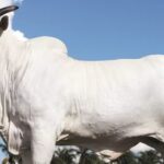 Vaca é vendida por R$ 54 milhões em Foz do Iguaçu e se torna a mais cara do mundo, segundo leilão