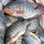 Após pressão do agro, governo suspende temporariamente lista que considerava tilápia espécie invasora