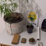 Homem é preso pela ROTAM com drogas e pés de maconha em residência de Toledo